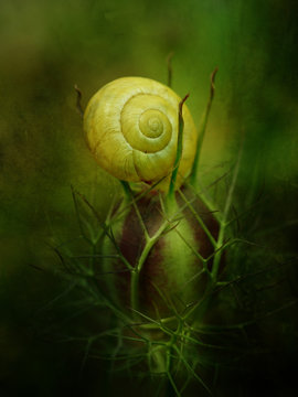 Snail on seedpod, close-up