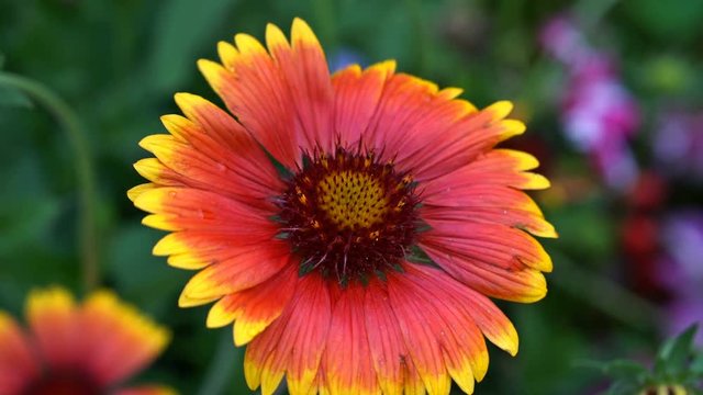 A gaillard (blanket flower) in the wind. Close-up. UHD - 4K