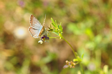 Wings of a Butterfly