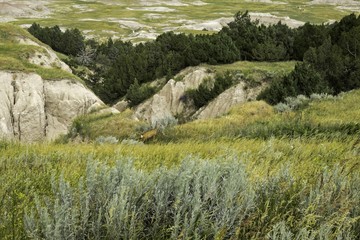 Badlands National Park with a Mule Deer
