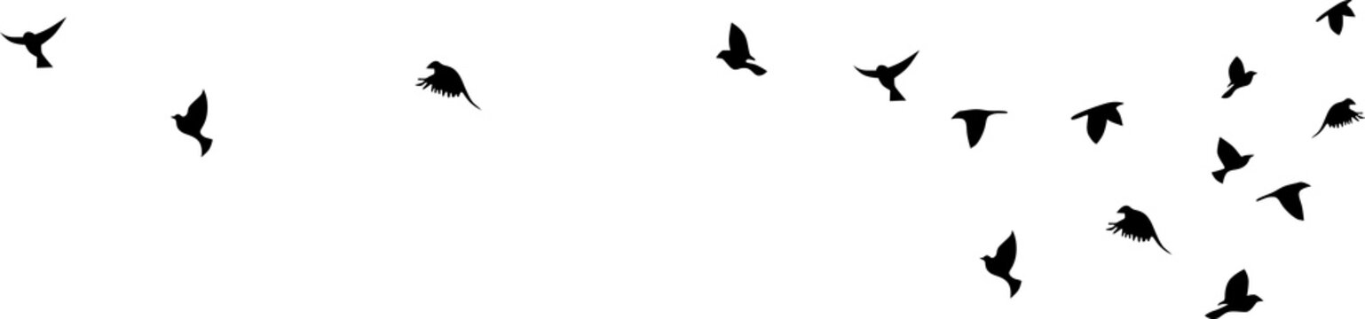Bird flying silhouette vector on a white background