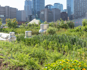 Urban Rooftop Farm