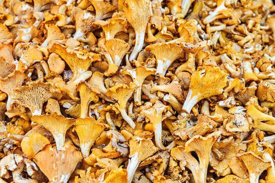Pile Of Chanterelle Mushrooms For Cooking. Yellow Chanterelles (