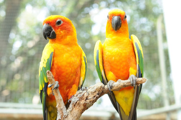 Couple of conure birds parrot hanging on dry branch with bokeh b