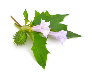 Datura, daturas, devil's trumpets, angel's trumpets.