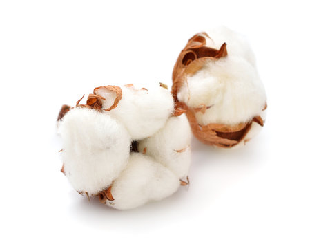 Cotton plant isolated