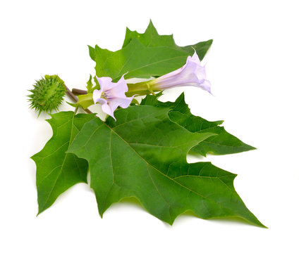 Datura, daturas, devil's trumpets, angel's trumpets.