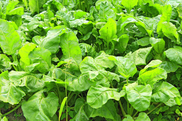 Green bed of the fresh beet