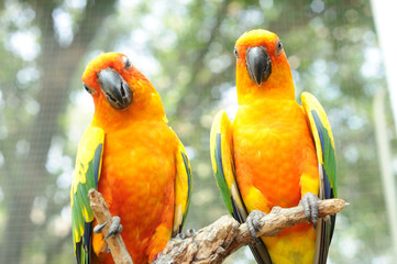 Couple of conure birds parrot hanging on dry branch with bokeh b