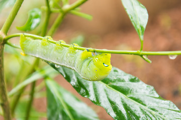 caterpillar green eating