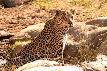Fototapeta na wymiar African leopard sitting up alert to his surroundings after drinking from a pool in the dry riverbed.