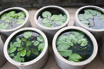 lotus in basin