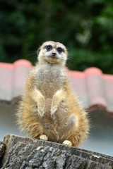 Meerkat