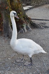 A white swan in England