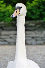 A white swan with a long neck
