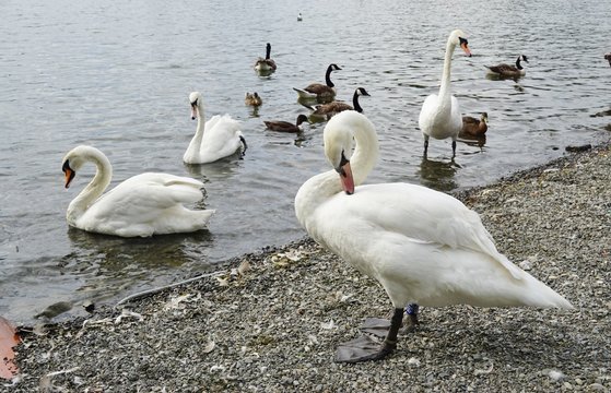 White swans on a lake in England