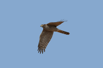 Eurasian sparrowhawk (Accipiter nisus)