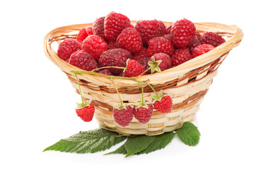 ripe raspberries in basket with mint on white
