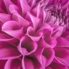 Purple flower petals, close up and macro of chrysanthemum, beautiful abstract background