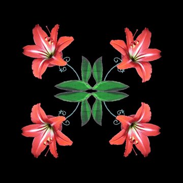 Efflorescent patchwork. Beautiful amaryllis flowers blooming on patchwork leaves. Floral card on black background.