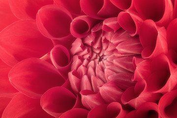 Red flower petals, close up and macro of chrysanthemum, beautiful abstract background