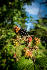 Brombeeren am Strauch