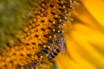 bee collecting pollen on a flower sunflower