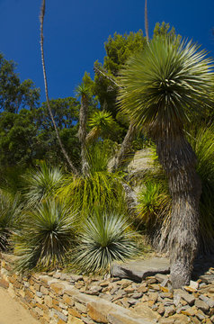 yucca rostr&eacute; rostre rostrata filtre polarisant polarise