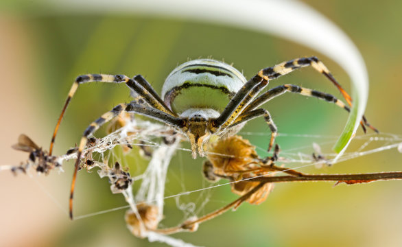female spider Argiope Bruennichi in their natural habitat, front view close-up. selective focus