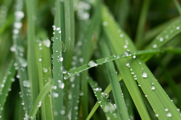 Green Grass with Raindrops
