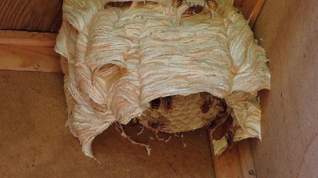 Wasp nest
