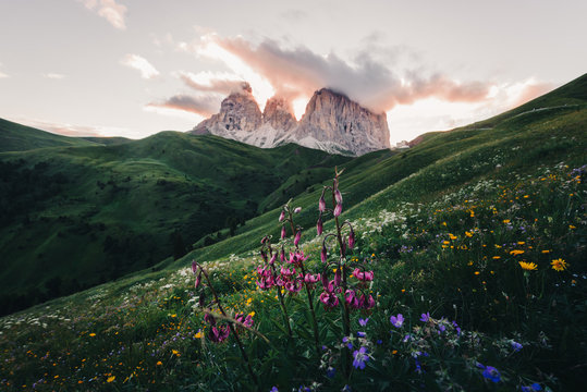 Mountain peaks with flowers, low angle view 