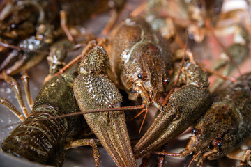 alive crayfish in market