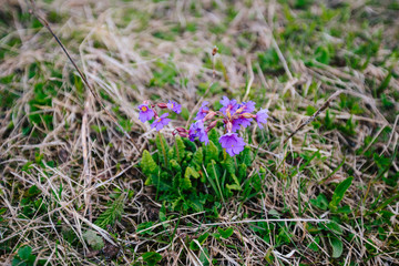 Spring mountain landscape with purple flowers, Adygea, Russia