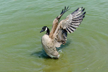Close Up Wild Goose in the Lake