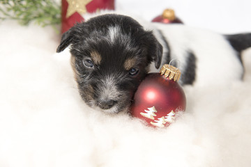 christmas puppy - jack russell terrier