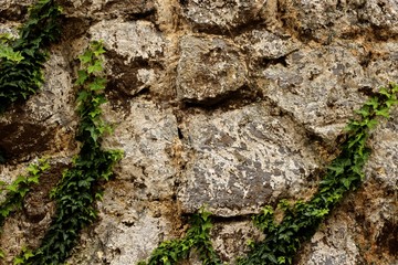 Rock wall texture with green leaves