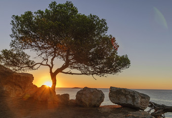sunrise and lonely tree on the rock.
Ibiza, Spain