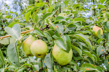 Healthy Organic Pears. Juicy flavorful pears of nature background. Pear on a branch. A pear on a tree (growing). Ripen Bosc Pears on the Tree. organic pears on tree branch
