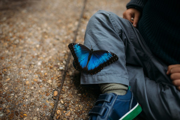 Blue butterfly on child's leg 