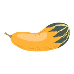 Pumpkin vector illustration isolated