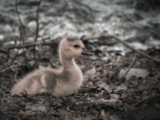 Baby goose on ground