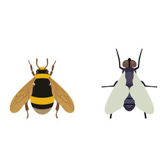 Fly insecct vector isolated