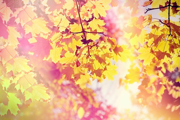 Beautiful autumnal leaves - treetop illuminated with autumn sun