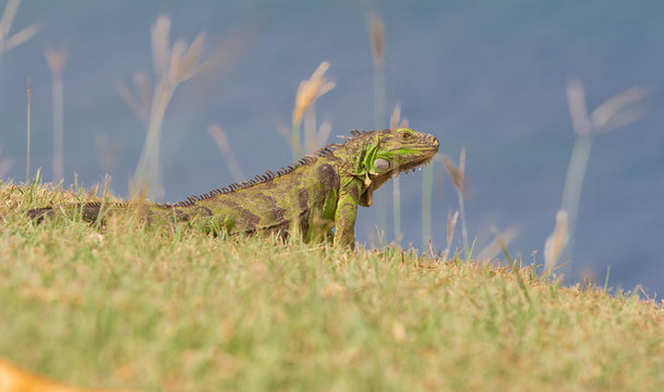 The iguana of Martinique.