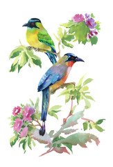 Watercolor colorful Birds with leaves and flowers.