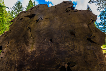 Giant Sequoia Tree Rings