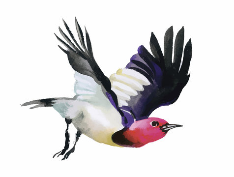 Watercolor colorful flying Bird on white background.