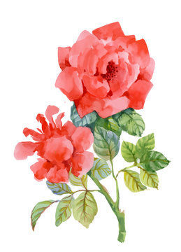 Watercolor garden blooming red roses illustration isolated on white background.