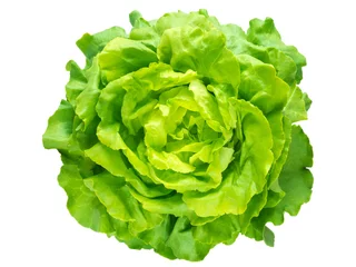 Fotobehang Groene sla salade hoofd © photohampster